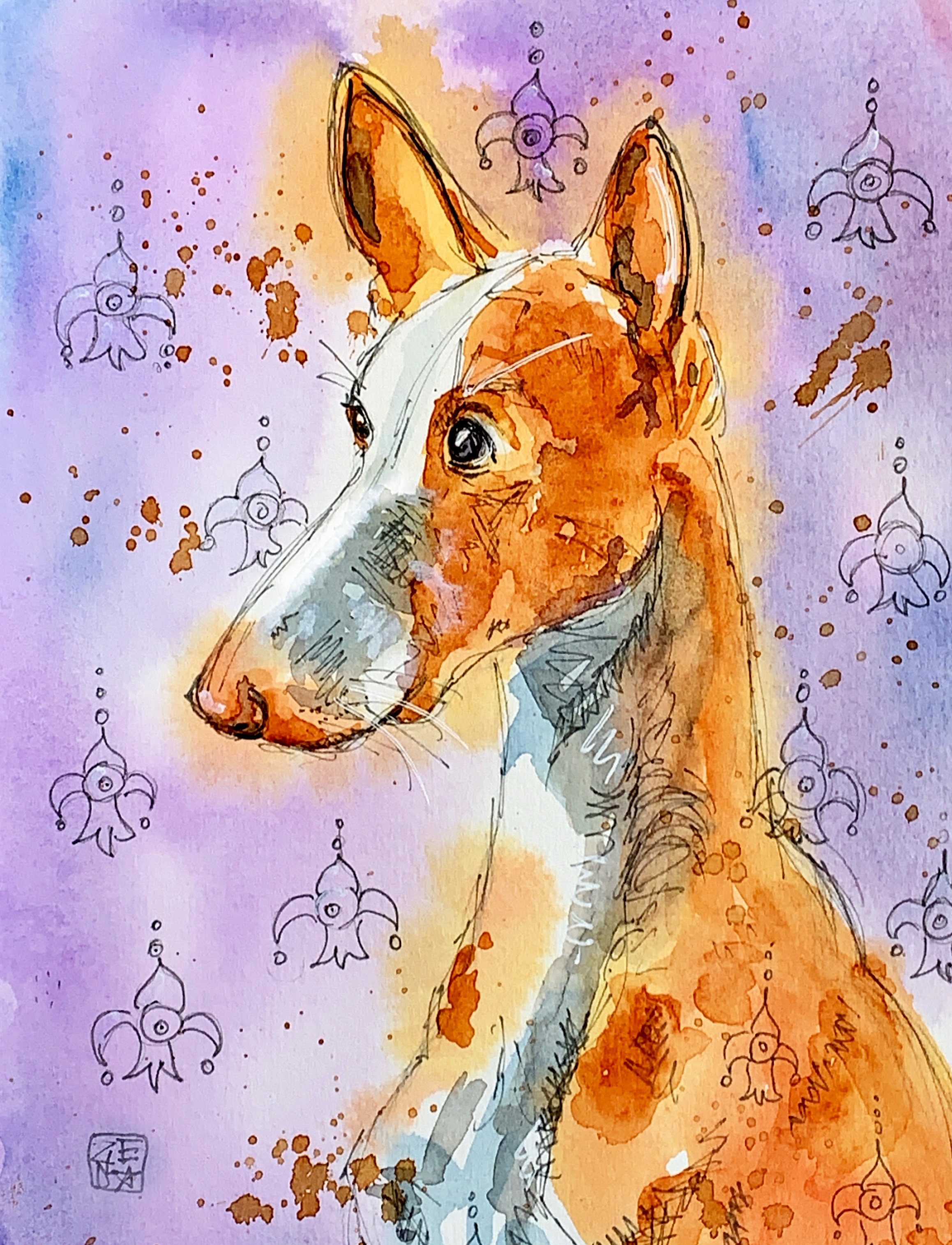 Ibizan hound