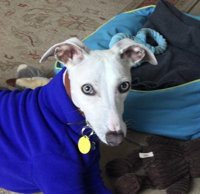 blue eyes dog of the day