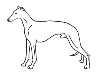 whippet clipart