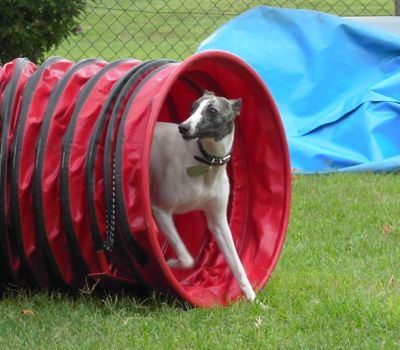 Whippet enjoying dog agility, the tunnel