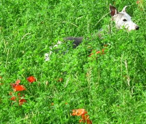 Whippet hunting in the grass