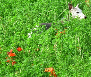 Whippet hunting in the grass