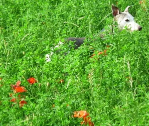 Whippet hunting in the grass
