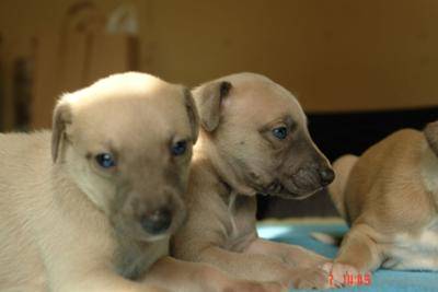 Whippet Puppies For Sale