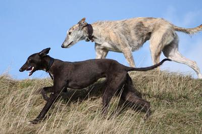 on the Fen after a little follow of a too-clever hare