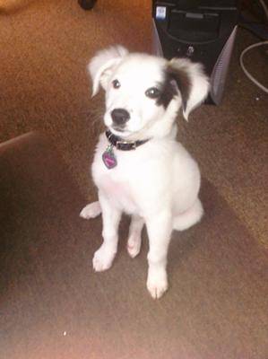 Whippet aussie sales mix