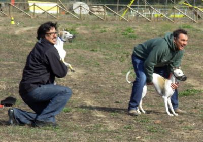 Whippet coursing