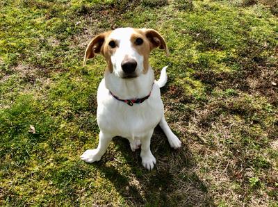 Whippet Mix