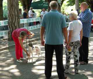 Whippet at dog show