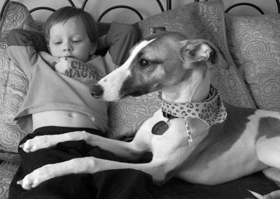 Whippet and child