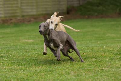 fast whippets running