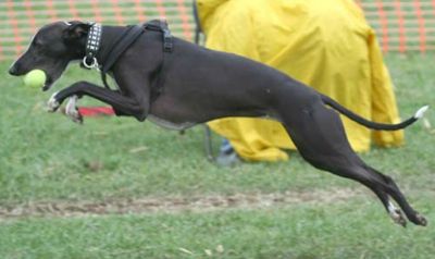 Whippet competing in flyball