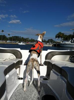 whippet on boat