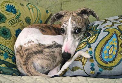 Geno Loves To Lay In Bed!