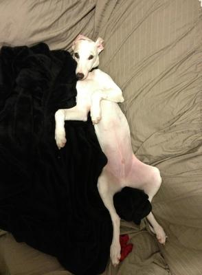 Lazy whippet.