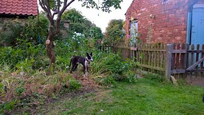 Magpie, a Hancock lurcher