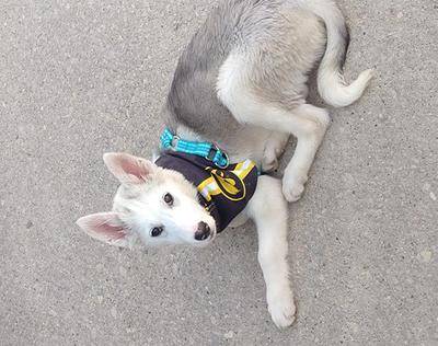 Buy whippet husky Store