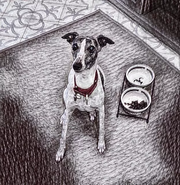 whippet with food