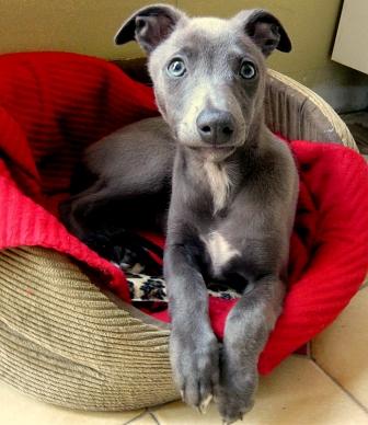 Whippet photos - A gorgeous gray puppy from Ireland
