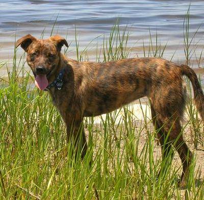 mountain cur whippet mix