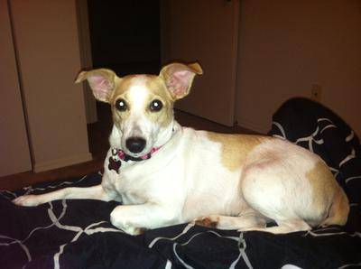 Jack whippet sales