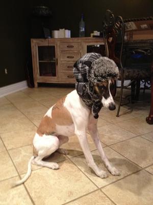 Whippet with hunting hat