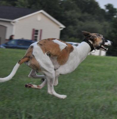 Libo Guzman Double Suspension Gallop