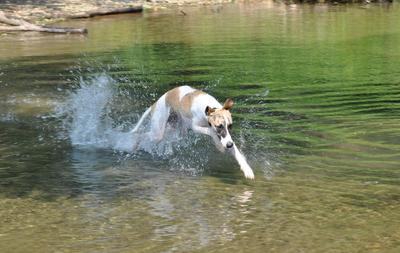 Libo Guzman Running on water