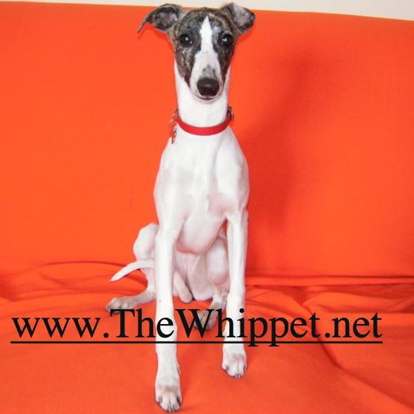 Whippet puppy