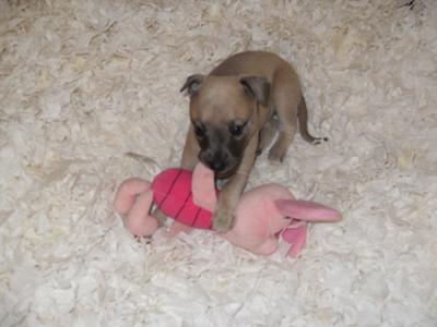 Milly with piglet