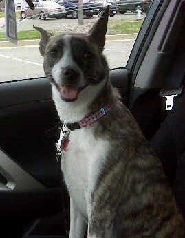 Sally enjoying a car ride