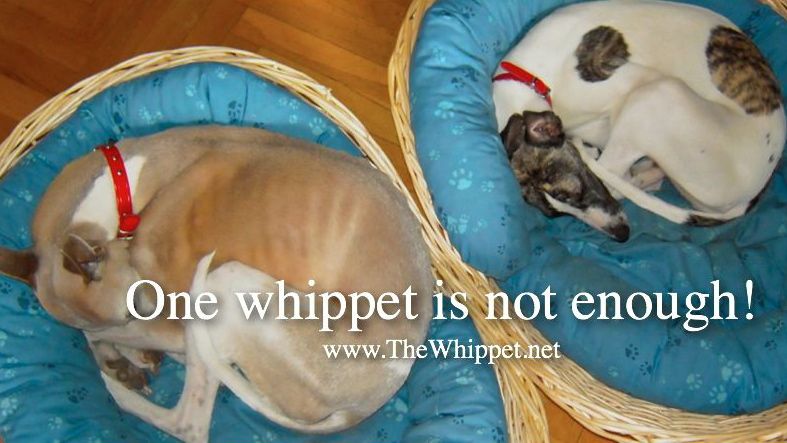 One whippet is not enough!