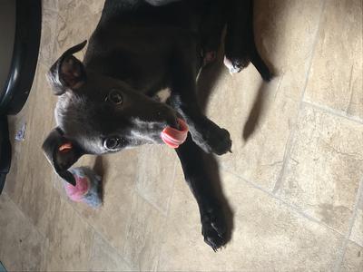 This was her about 10 weeks. Having escaped her crate, jumped up on the counter and eaten have a block of butter!!