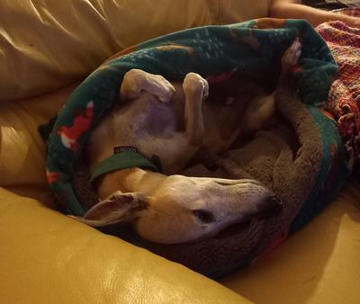 reggie fawn whippet on sofa