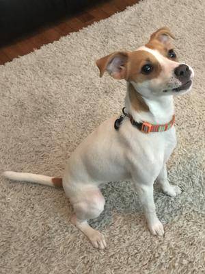 italian greyhound jack russell mix for sale