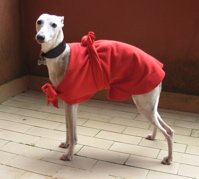 red whippet coat