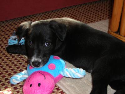 Skye and her favourite ladybug toy