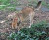 Belle blending into the back yard