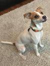 Whippet jack hot sale russell puppy