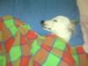 Time to rest now, come get comfy