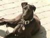 Charlie sunning on the patio