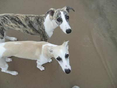 Two whippets