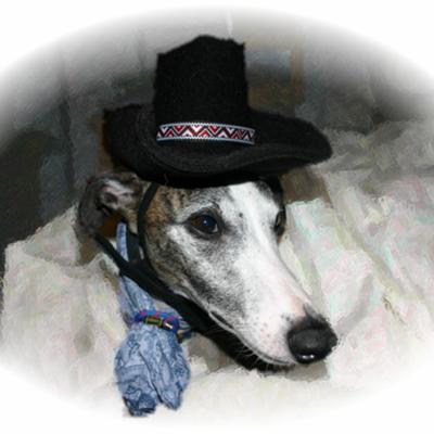 Western Whippet