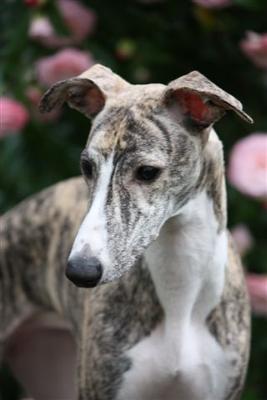 Whippet Breeders in USA