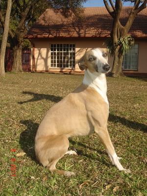 Kiki the whippet sitting in the garden