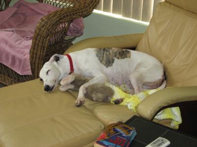 Dolly takes her bunny for a snooze