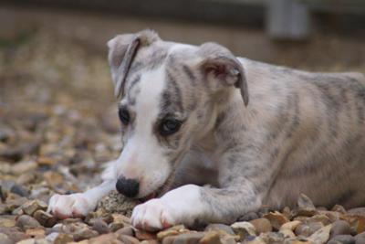 Misty 8 weeks