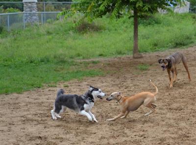 At the dog park!