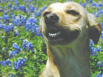 Sandy In the Blue Bonnets