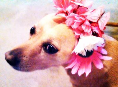 Sandy on Kentucky Derby Day